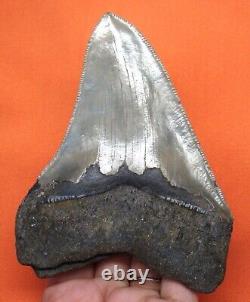 Megalodon Shark Tooth Real 4.56- Shark Teeth Fossil No Restorations