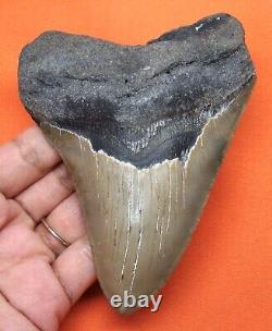 Megalodon Shark Tooth Real 4.56- Shark Teeth Fossil No Restorations