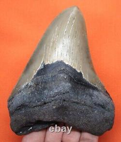 Megalodon Shark Tooth Real 4.56- Shark Teeth Fossil No Restorations