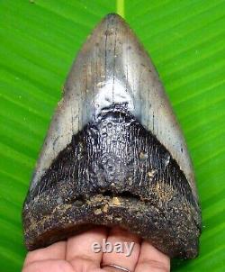 Megalodon Shark Tooth Real 4.66 Shark Teeth No Restorations Megladone