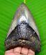 Megalodon Shark Tooth Real 4.66 Shark Teeth No Restorations Megladone