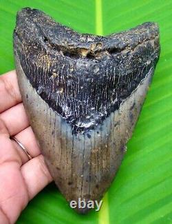 Megalodon Shark Tooth Real 4.66 Shark Teeth No Restorations Megladone