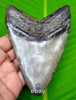 Megalodon Shark Tooth Real 4.66 Shark Teeth No Restorations Megladone