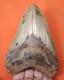 Megalodon Shark Tooth Real 4.75 Shark Teeth Fossil Natural No Repairs