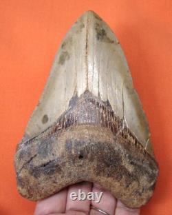 Megalodon Shark Tooth Real 4.75 Shark Teeth Fossil Natural No Repairs