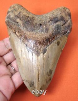 Megalodon Shark Tooth Real 4.75 Shark Teeth Fossil Natural No Repairs