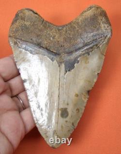 Megalodon Shark Tooth Real 4.75 Shark Teeth Fossil Natural No Repairs