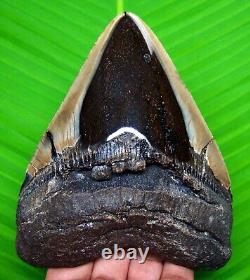 Megalodon Shark Tooth Real 4.78 Shark Teeth Fossil Megladone