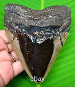 Megalodon Shark Tooth Real 4.78 Shark Teeth Fossil Megladone