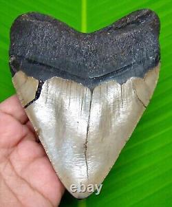 Megalodon Shark Tooth Real 4.78 Shark Teeth Fossil Megladone