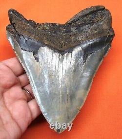 Megalodon Shark Tooth Real 5.13- Serrated Shark Teeth Natural Megladone