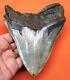 Megalodon Shark Tooth Real 5.13- Serrated Shark Teeth Natural Megladone