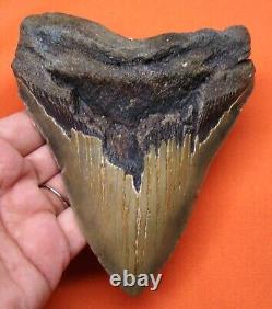 Megalodon Shark Tooth Real 5.13- Serrated Shark Teeth Natural Megladone