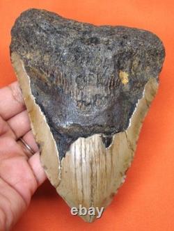 Megalodon Shark Tooth Real 5.47 Huge Shark Teeth Natural No Restoration