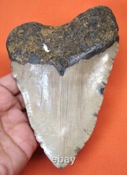 Megalodon Shark Tooth Real 5.47 Huge Shark Teeth Natural No Restoration