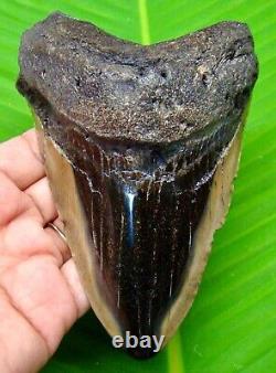 Megalodon Shark Tooth Real Almost 5 Shark Teeth Fossil Megladone