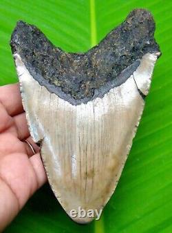 Megalodon Shark Tooth Real Almost 5 Shark Teeth Fossil Megladone