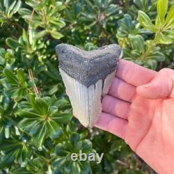 Megalodon Shark Tooth Real Fossil 3.5 Inches Shark Teeth No Restorations