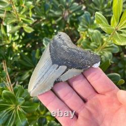 Megalodon Shark Tooth Real Fossil 3.5 Inches Shark Teeth No Restorations