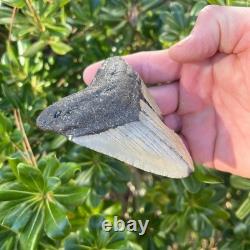 Megalodon Shark Tooth Real Fossil 3.5 Inches Shark Teeth No Restorations