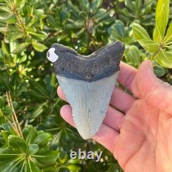 Megalodon Shark Tooth Real Fossil 3.5 Inches Shark Teeth No Restorations