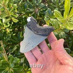 Megalodon Shark Tooth Real Fossil 3.5 Inches Shark Teeth No Restorations