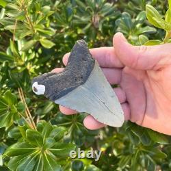 Megalodon Shark Tooth Real Fossil 3.5 Inches Shark Teeth No Restorations