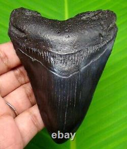 Megalodon Shark Tooth Real Fossil- 3.79 No Restoration & Not Replica