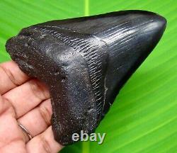 Megalodon Shark Tooth Real Fossil- 3.79 No Restoration & Not Replica