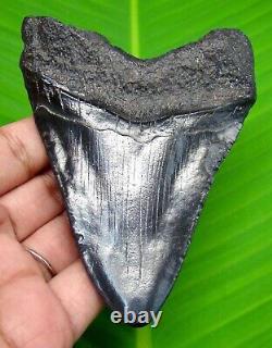 Megalodon Shark Tooth Real Fossil- 3.79 No Restoration & Not Replica