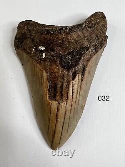 Megalodon Shark Tooth Real Fossil -3.82