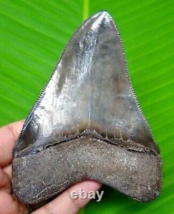 Megalodon Shark Tooth Real Fossil 4.04- No Restorations Natural Megladone
