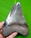 Megalodon Shark Tooth Real Fossil 4.04- No Restorations Natural Megladone