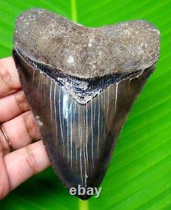 Megalodon Shark Tooth Real Fossil 4.04- No Restorations Natural Megladone