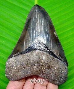 Megalodon Shark Tooth Real Fossil 4.04- No Restorations Natural Megladone