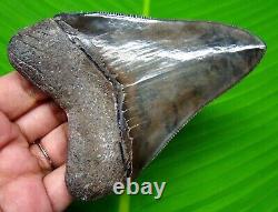 Megalodon Shark Tooth Real Fossil 4.04- No Restorations Natural Megladone