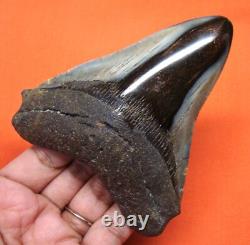 Megalodon Shark Tooth Real Fossil 4.06 Shark Teeth Megladone