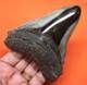 Megalodon Shark Tooth Real Fossil 4.06 Shark Teeth Megladone