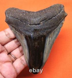 Megalodon Shark Tooth Real Fossil 4.06 Shark Teeth Megladone