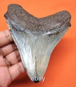 Megalodon Shark Tooth Real Fossil 4.06 Shark Teeth Megladone