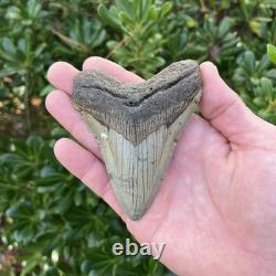 Megalodon Shark Tooth Real Fossil 4.13 Inches Shark Teeth
