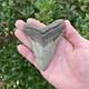 Megalodon Shark Tooth Real Fossil 4.13 Inches Shark Teeth