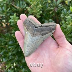 Megalodon Shark Tooth Real Fossil 4.13 Inches Shark Teeth