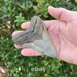 Megalodon Shark Tooth Real Fossil 4.13 Inches Shark Teeth
