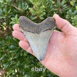 Megalodon Shark Tooth Real Fossil 4.13 Inches Shark Teeth