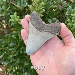 Megalodon Shark Tooth Real Fossil 4.13 Inches Shark Teeth
