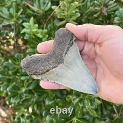 Megalodon Shark Tooth Real Fossil 4.13 Inches Shark Teeth