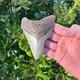Megalodon Shark Tooth Real Fossil 4.22 Inches Shark Teeth No Restorations