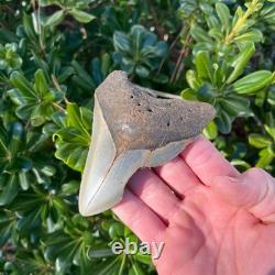 Megalodon Shark Tooth Real Fossil 4.22 Inches Shark Teeth No Restorations
