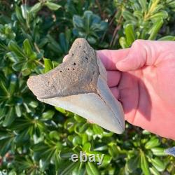 Megalodon Shark Tooth Real Fossil 4.22 Inches Shark Teeth No Restorations